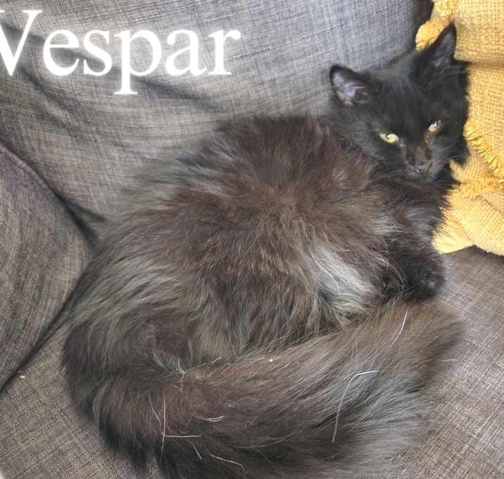 Photo of Vespar