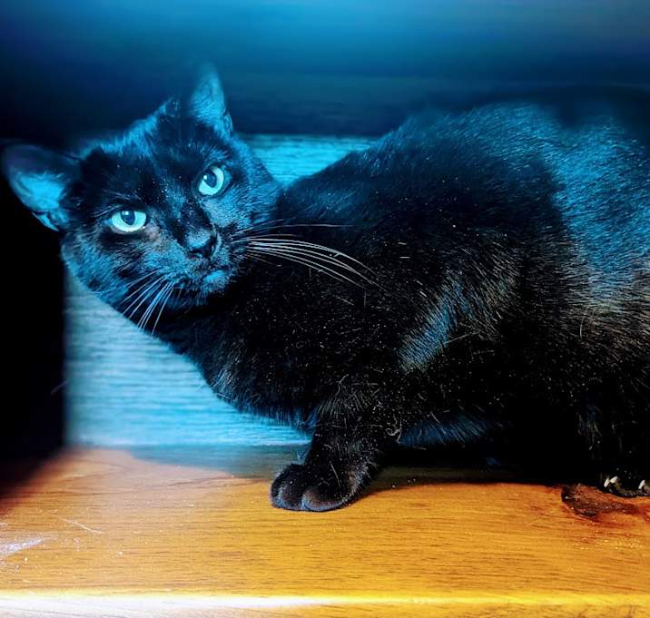 Photo of Manxie