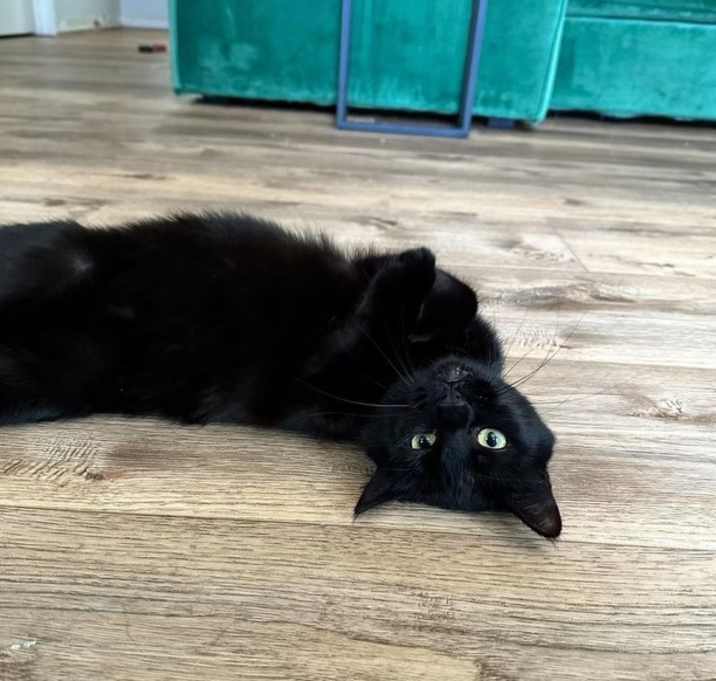 Photo of Lynx