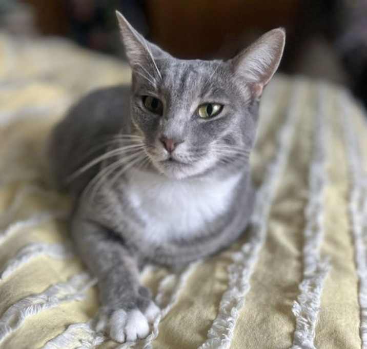 Photo of Stella