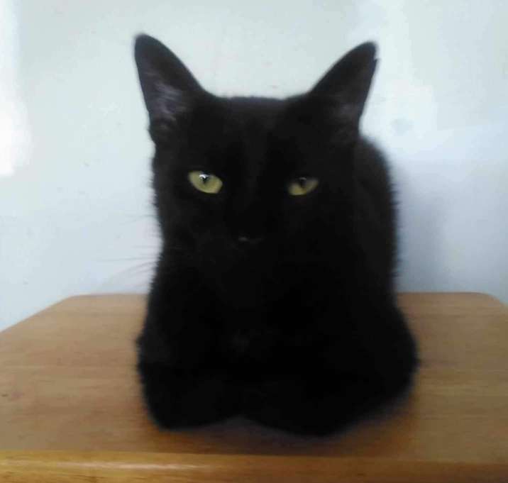 Photo of Pete; lap cat- people loving