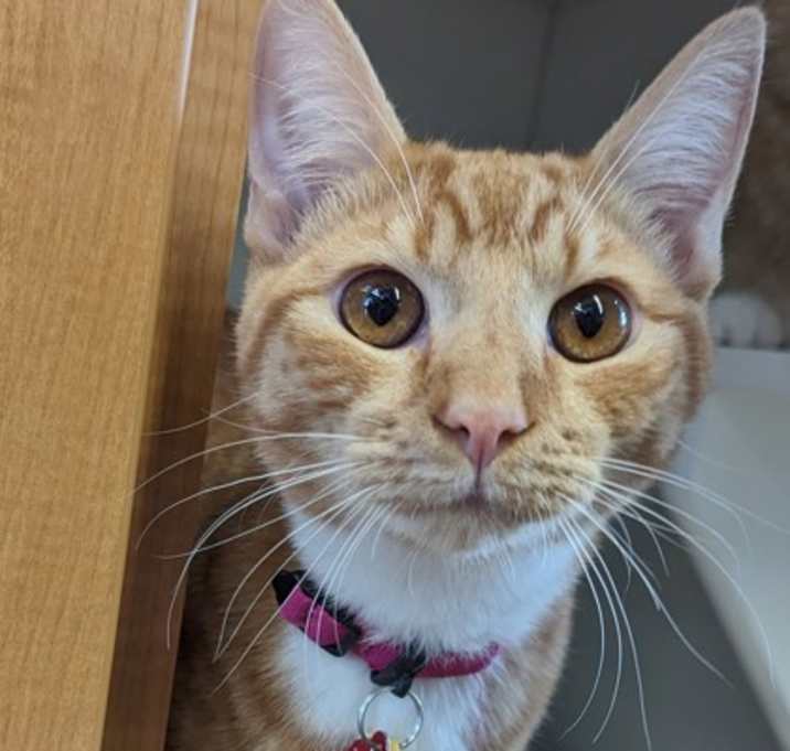 Photo of Caldwell - AVAILABLE - BONDED