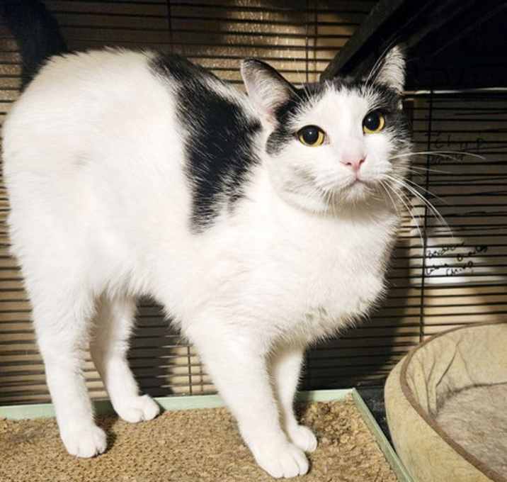 Photo of Kora