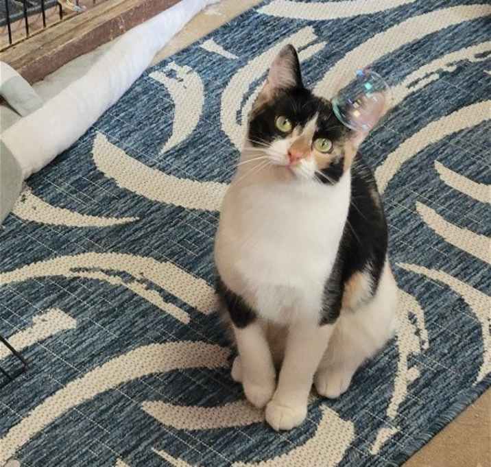 Photo of Honey
