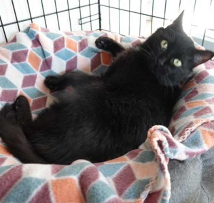 Photo of Jellybean