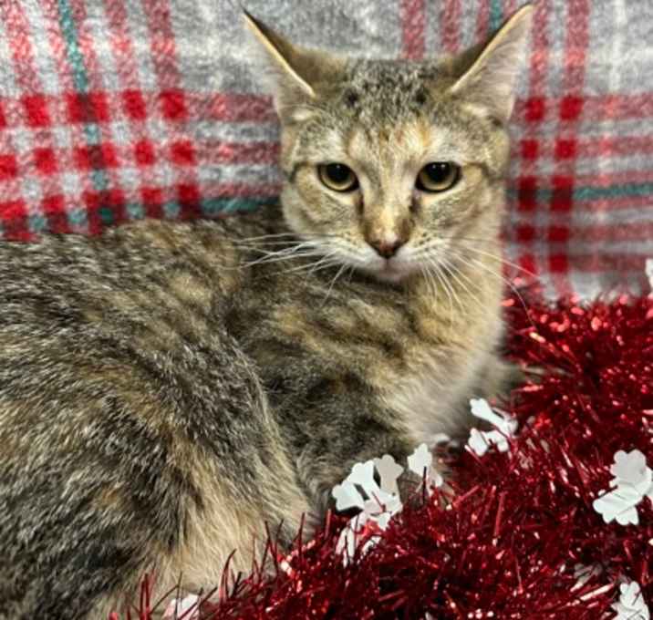 Photo of Crystal-FeLv+
