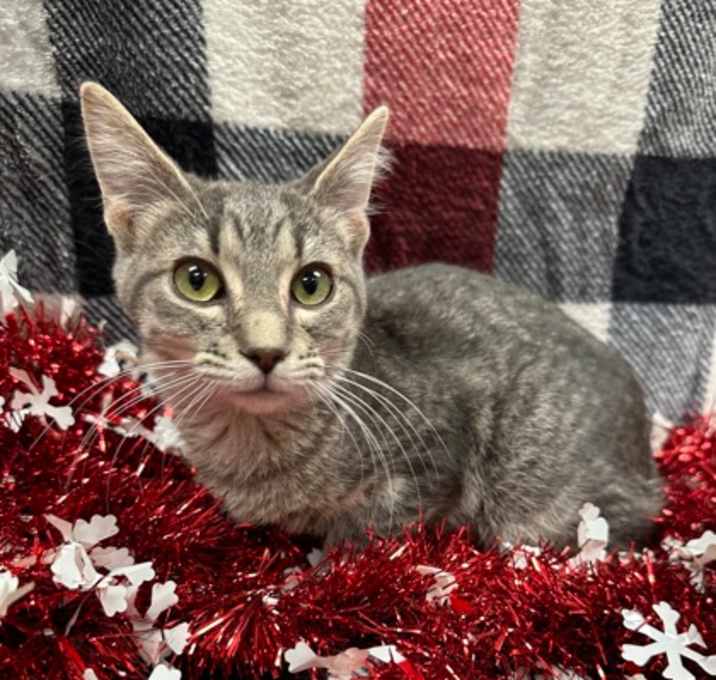 Photo of Nicholas-FeLv+