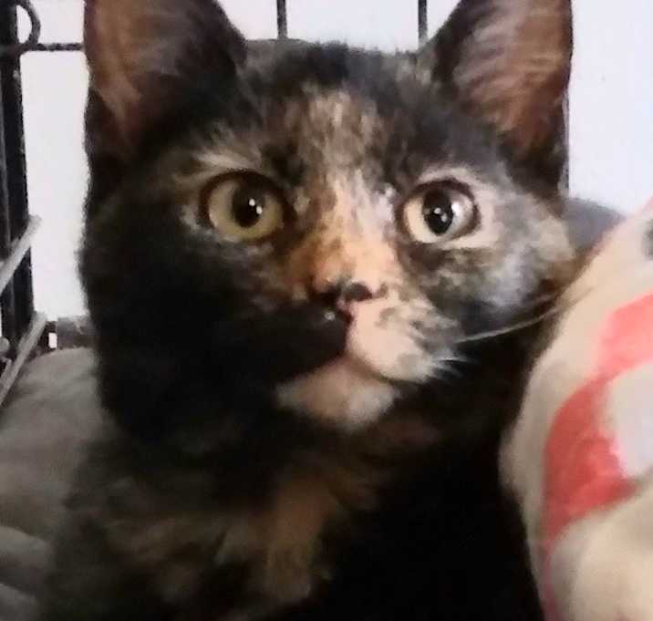 Photo of Willa