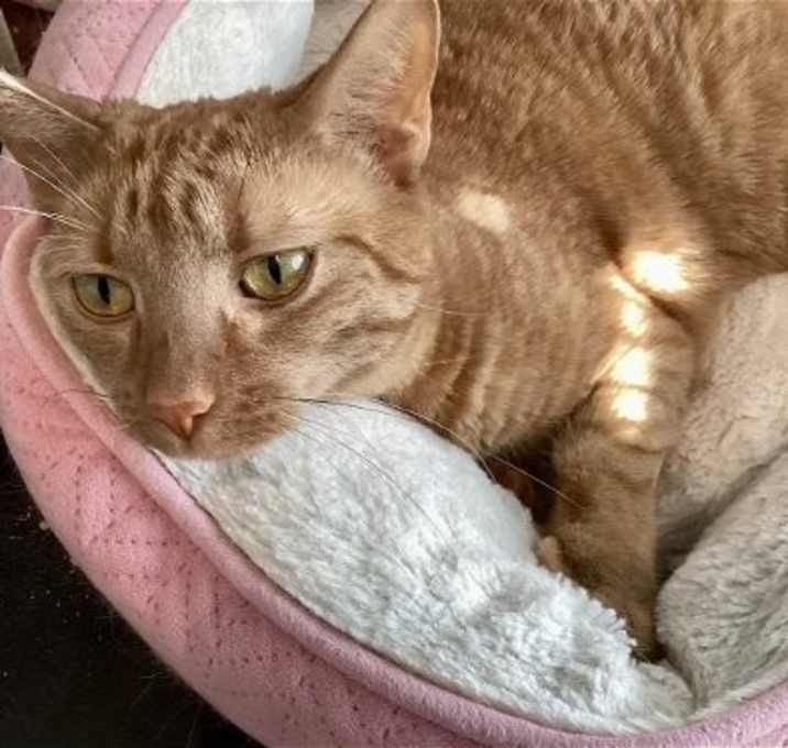 Photo of Peaches
