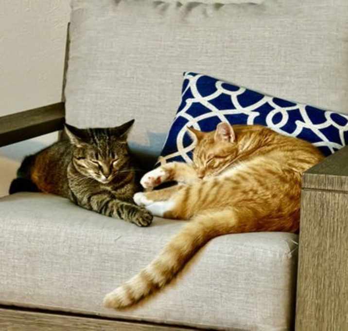 Photo of Mochi & Red  (AB foster)