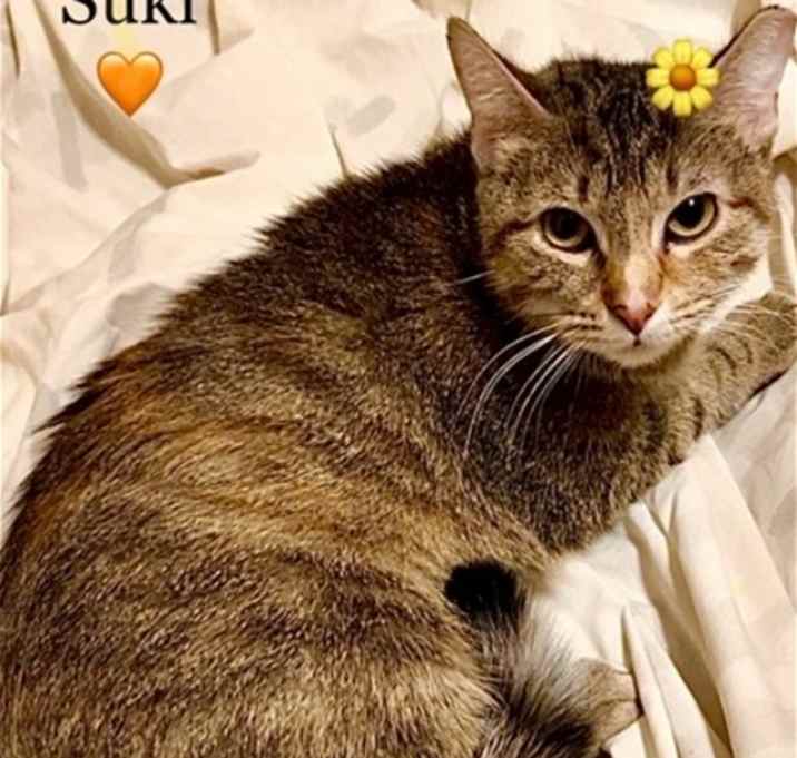 Photo of Suki - Courtesy Post