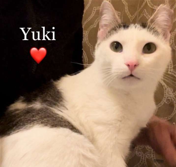 Photo of Yuki - Courtesy Post