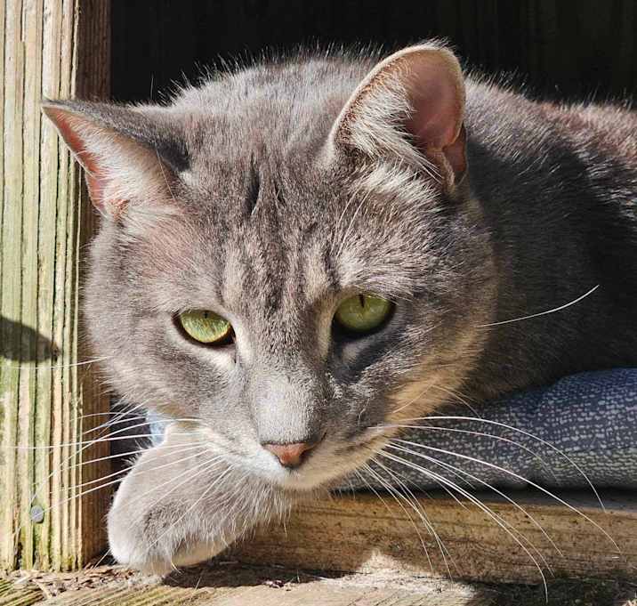 Photo of Petey