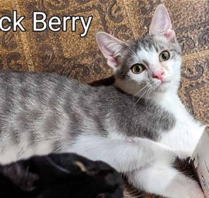 Photo of Chuck Berry