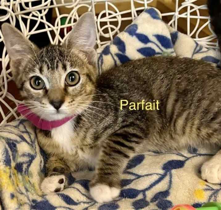 Photo of Parfait