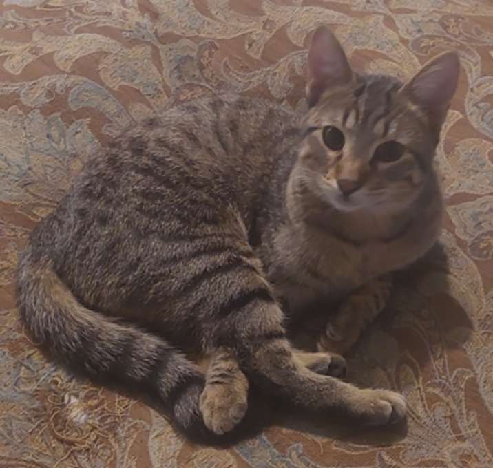 Photo of Porterhouse