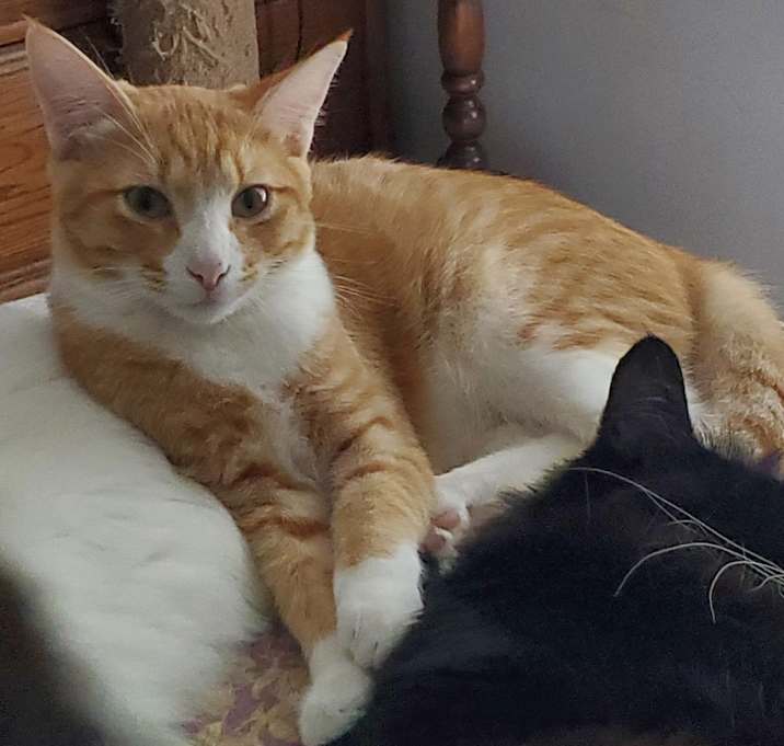 Photo of Cuddles (bonded to Squeaker)