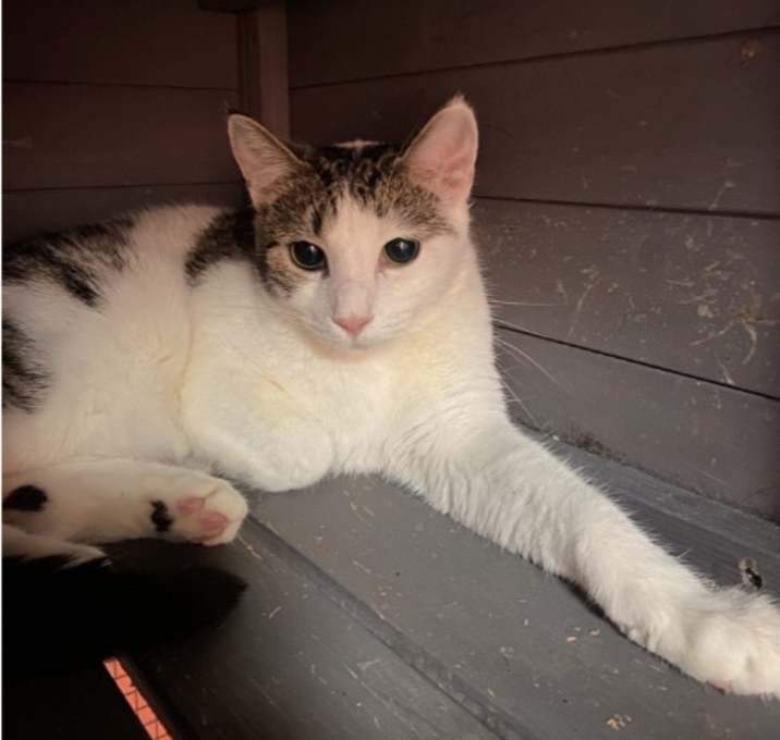 Photo of Vixen
