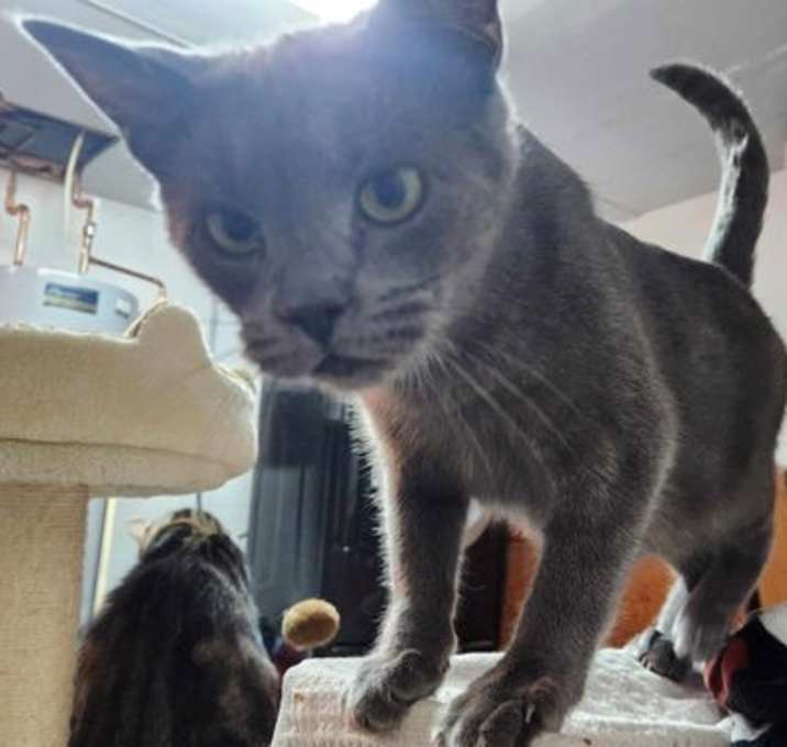 Photo of Gracee (Foster Cat)