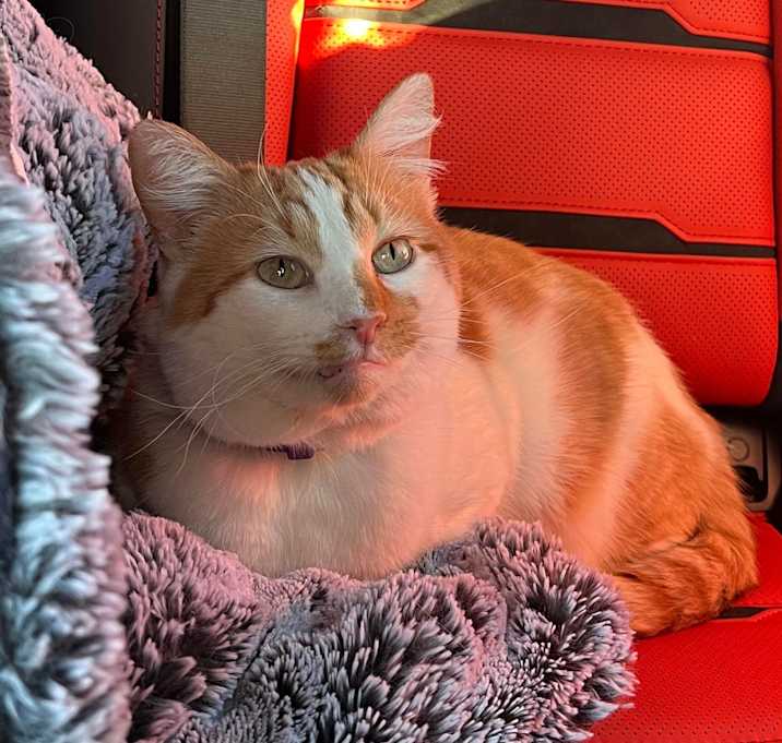Photo of Mango