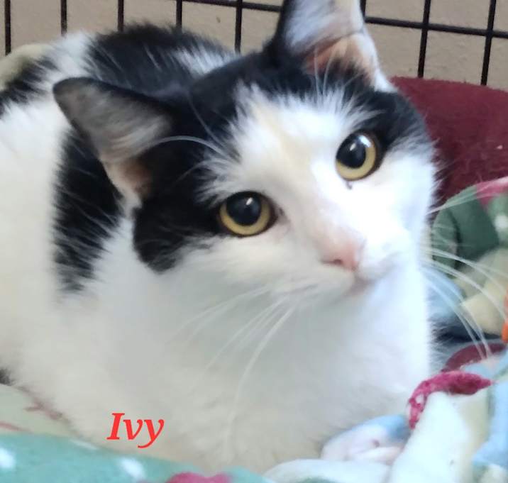 Photo of Ivy