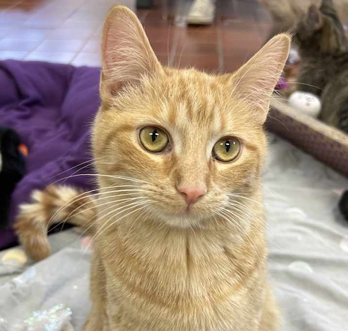 Photo of Timon