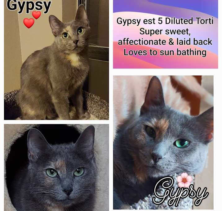 Photo of Gypsy