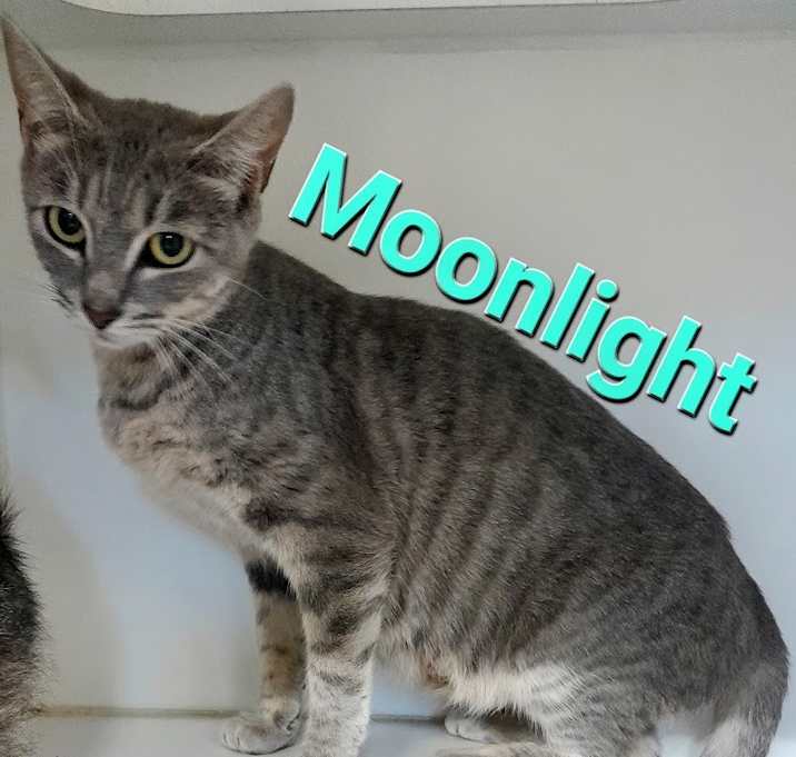 Photo of Moonlight