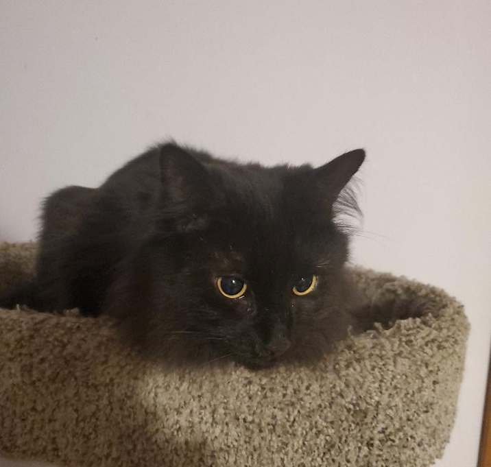 Photo of Tippy