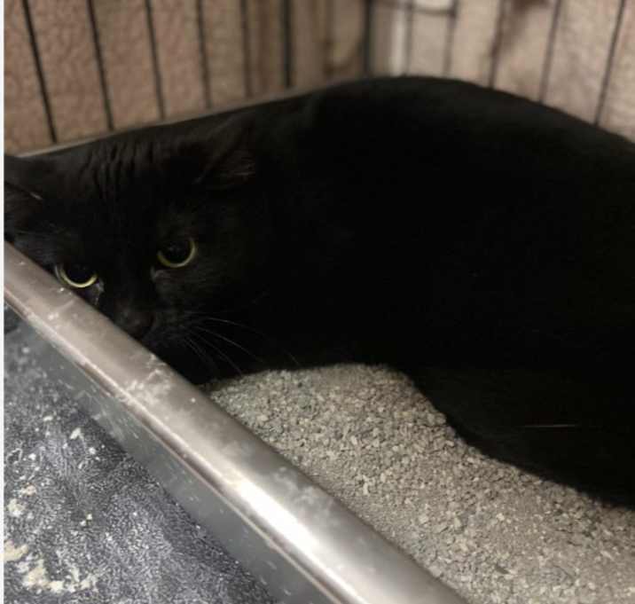 Photo of Panther