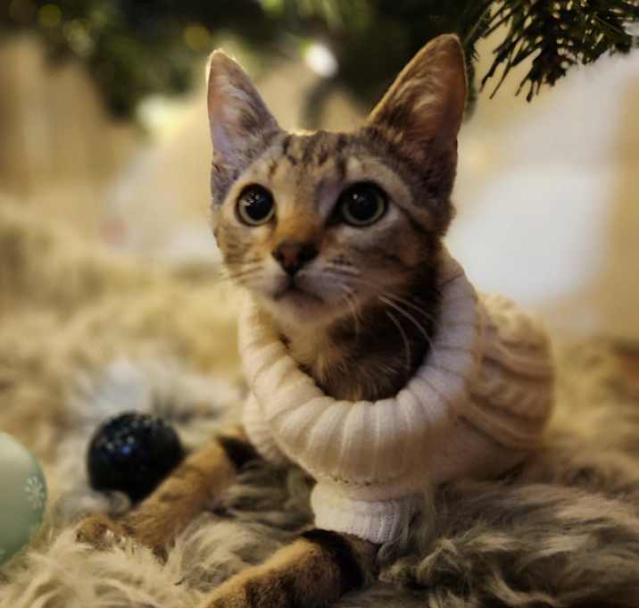 Photo of Aspen