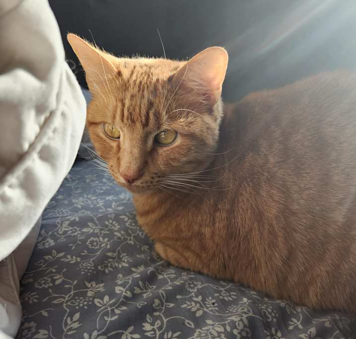 Photo of Sir Cheddar Cheez-It