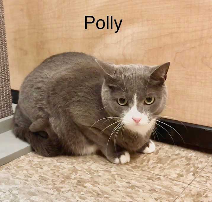 Photo of Polly