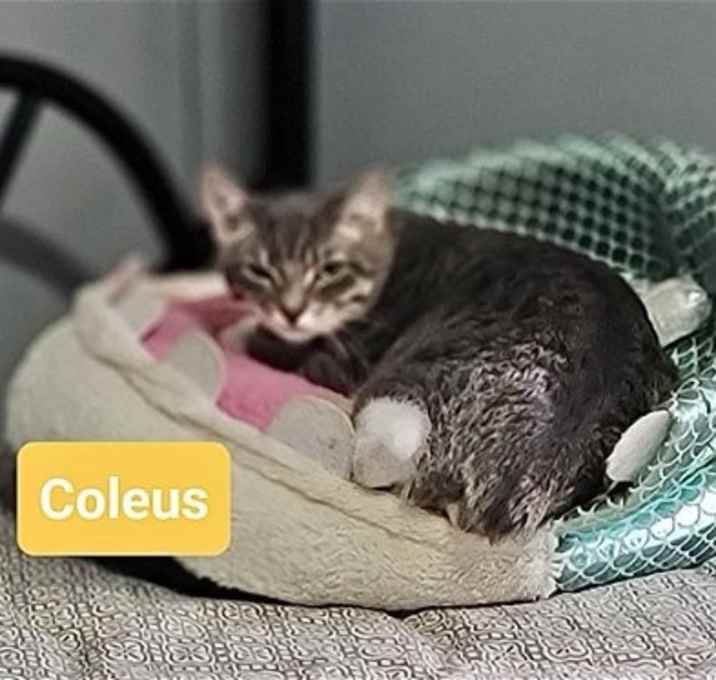 Photo of COLEUS