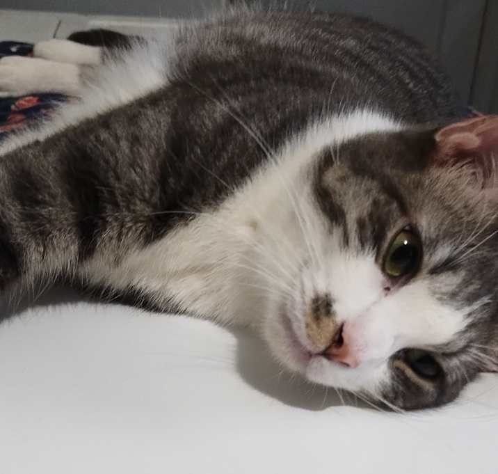 Photo of Silver