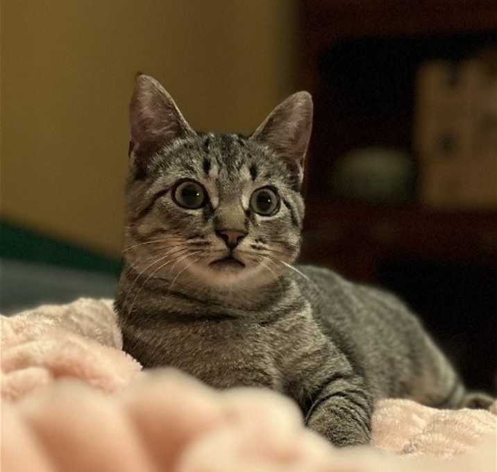 Photo of Cinza
