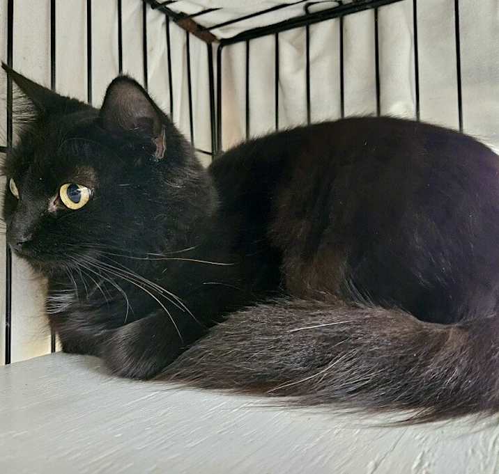 Photo of Zelda