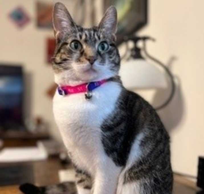 Photo of Mika