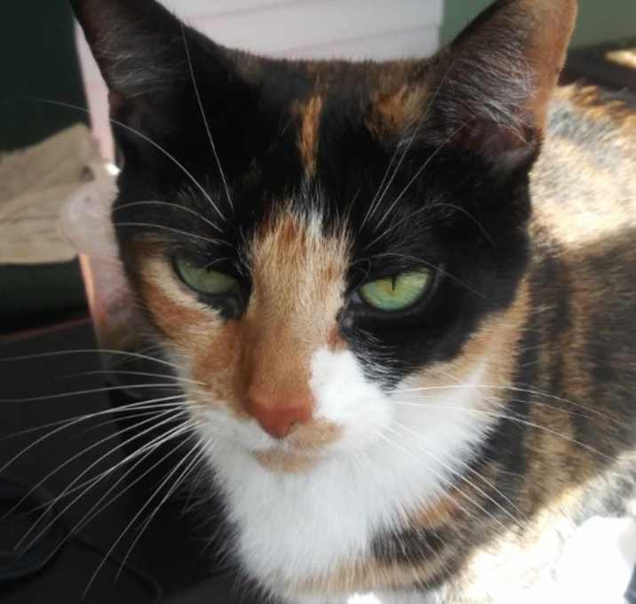 Photo of Ginger Snap