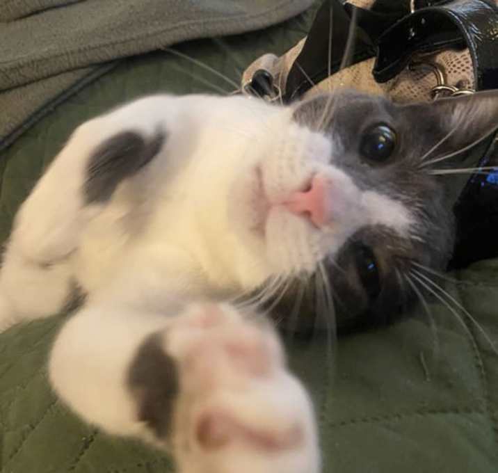 Photo of Neville