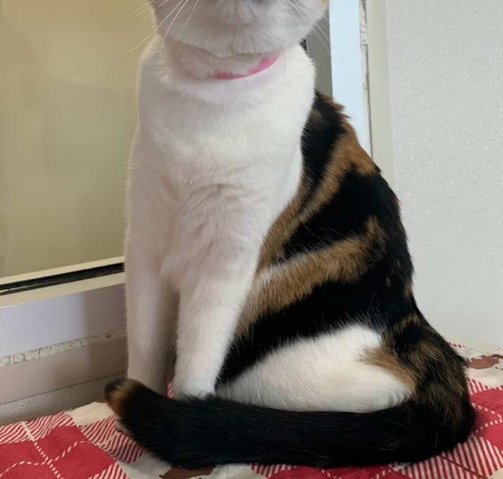 Photo of Cali