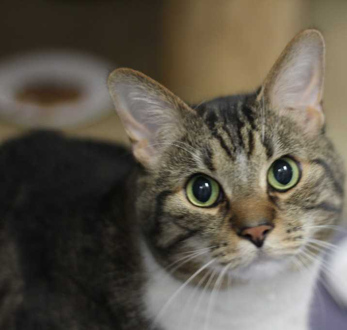 Photo of Ralph (sponsored)