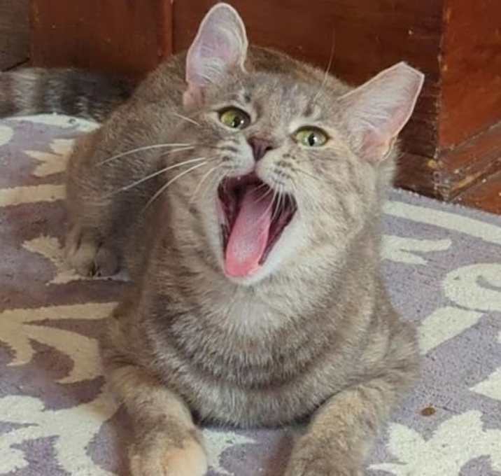 Photo of ROSIE 2 (COURTESY POST)