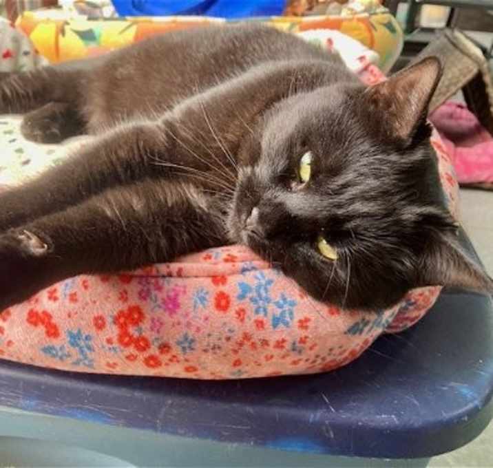 Photo of Beanie
