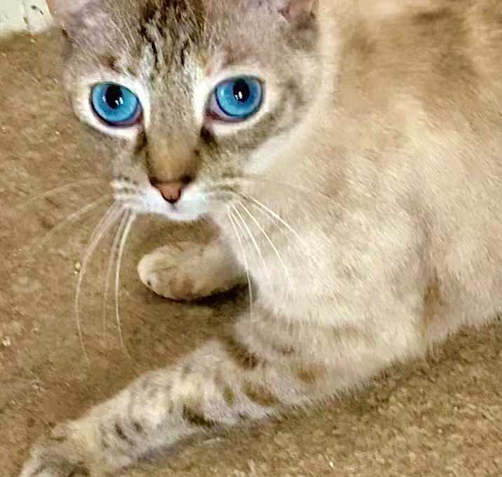 Photo of Taji