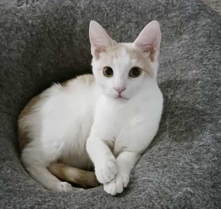 Photo of Mocha