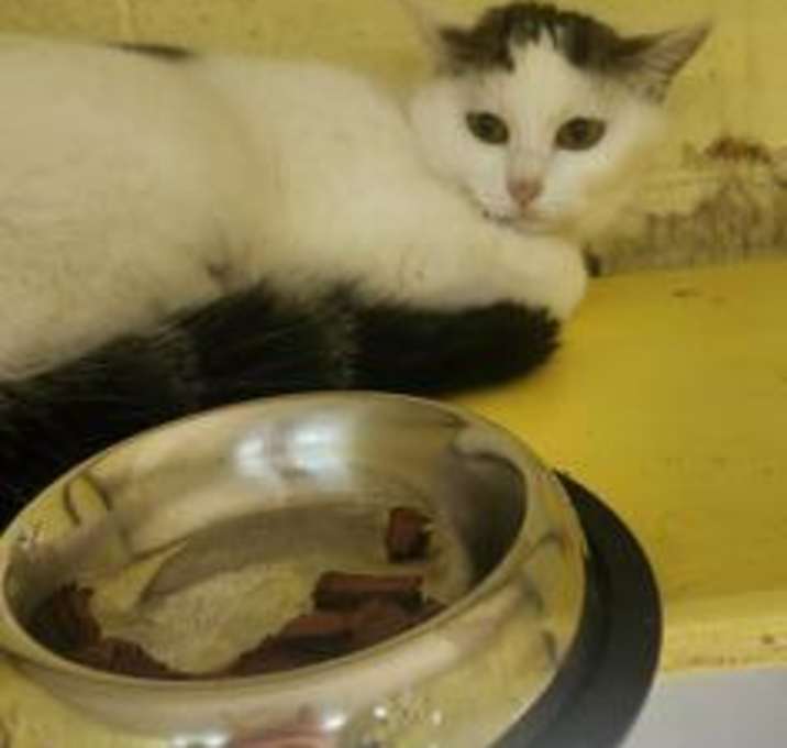 Photo of Spot