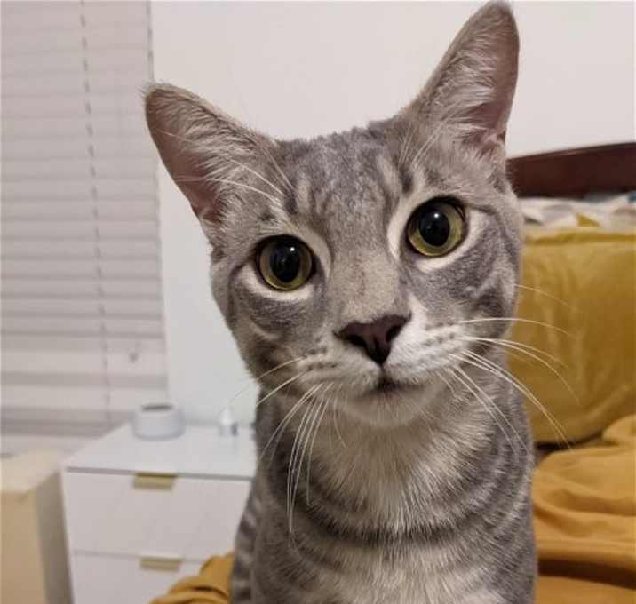 Photo of Waffle