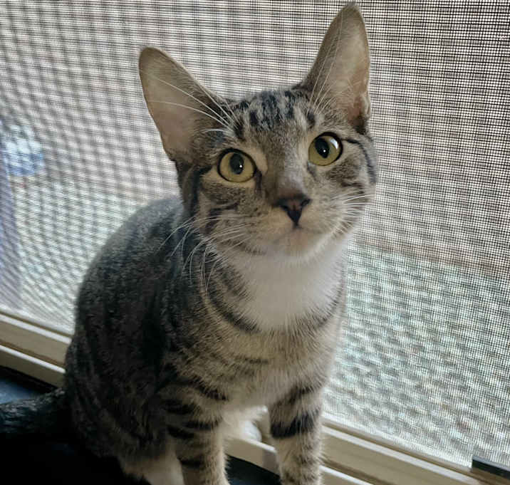 Photo of Nugget