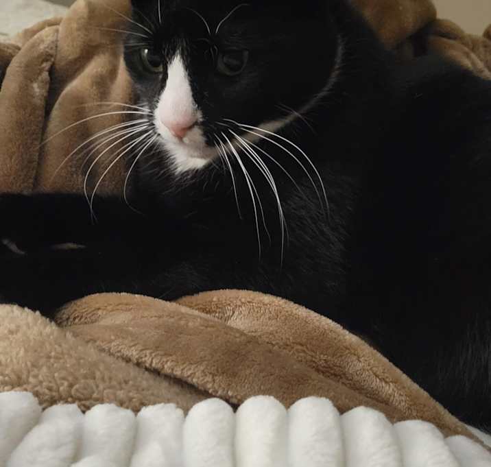 Photo of Ziggy